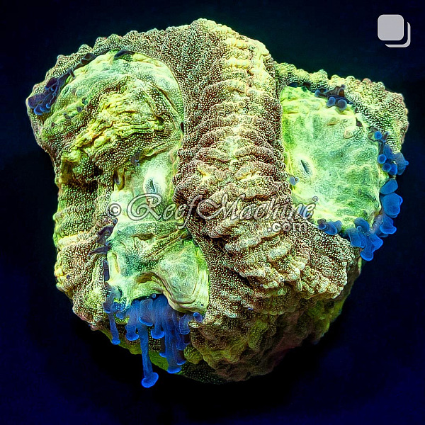 RM Gold Dust Favia Coral | 6L8A7909.jpg