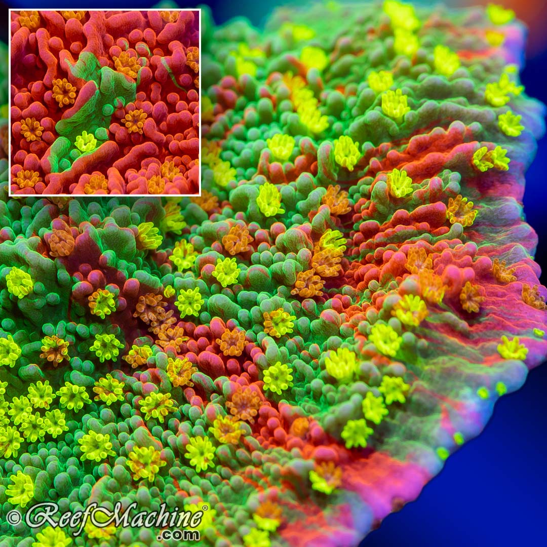 Sunfire_Grafted_Montipora_Capricornis coral buy online